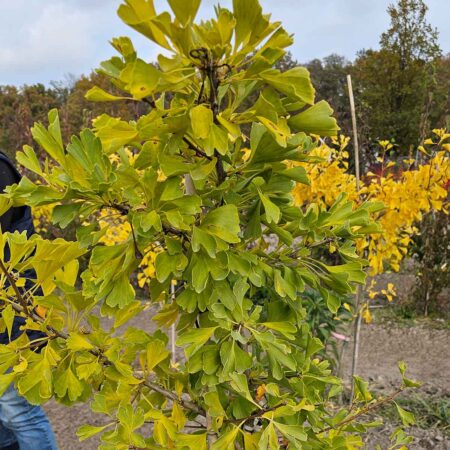 Miłorząb dwuklapowy 'Pragensis' - Ginkgo biloba