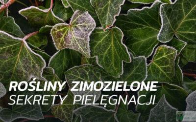 Rośliny zimozielone – sekrety pielęgnacji
