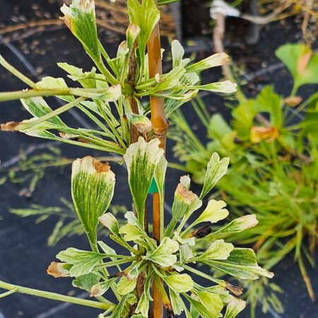 Miłorząb dwuklapowy 'Snow Cloud' - Ginkgo biloba