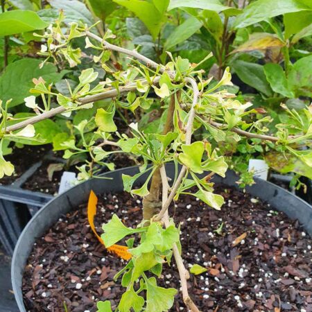 Miłorząb dwuklapowy 'Snow of Cloud' - Ginkgo biloba