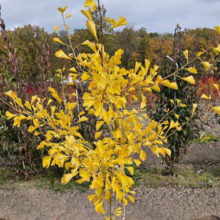 Miłorząb dwuklapowy 'Tit' - Ginkgo biloba