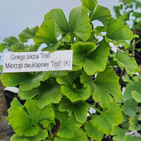 Miłorząb dwuklapowy 'Troll' - Ginkgo biloba