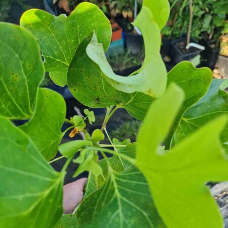 Tulipanowiec amerykański 'Mediopictum' (Liriodendron tulipifera)