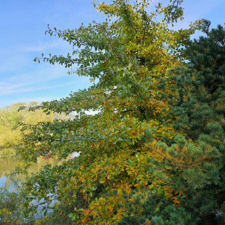 Błotnia leśna 'Sheffield Park' (Nyssa sylvatica 'Sheffield Park')