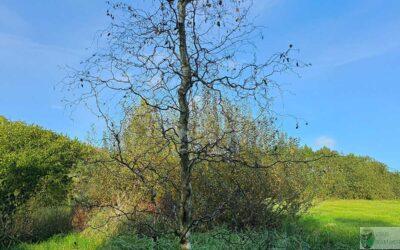 Kalendarz wrześniowy: co sadzić we wrześniu? Lista roślin i praktyczne wskazówki 