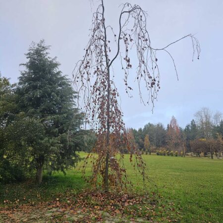 Buk pospolity Black Swan - Fagus sylvatica