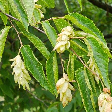Chmielograb japoński - Ostrya japonica