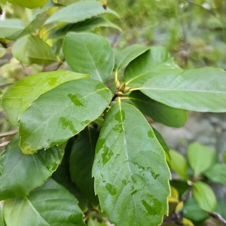 Dąb - Quercus phillyreoides