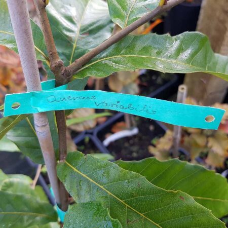 Dąb zmienny - Quercus variabilis