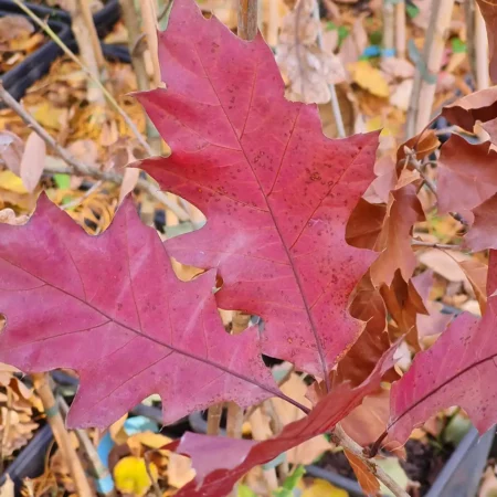 Dąb barwierski - Quercus velutina