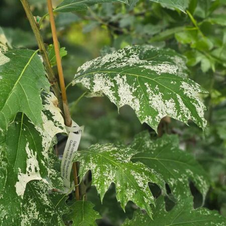 Dąb czerwony Wolfsdonk's Pride - Quercus rubra