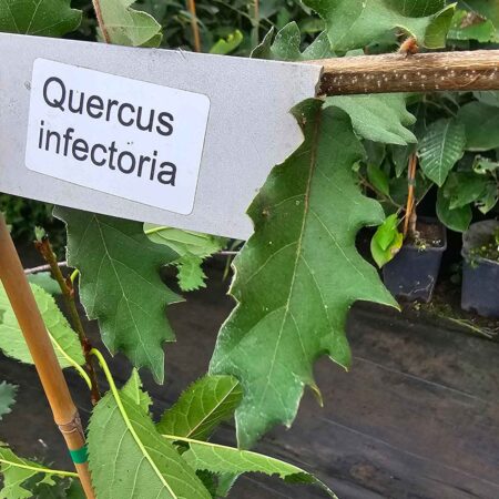 Dąb galasowy - Quercus infectoria