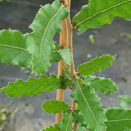 Dąb macedoński - Quercus trojana