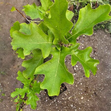Dąb niedźwiedzi - Quercus ilicifolia