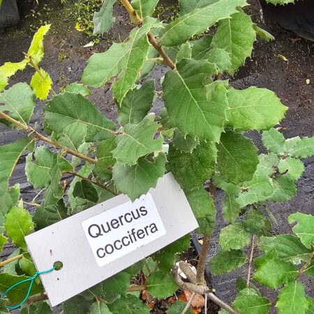 Dąb skalny - Quercus coccifera