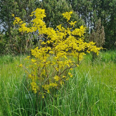 Dąb szypułkowy 'Concordia' - Quercus robur