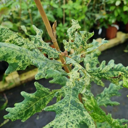 Dąb szypułkowy 'Fűrst Schwarzenberg' - Quercus robur