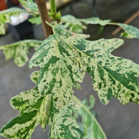 Dąb szypułkowy 'Jan Zamoyski' - Quercus robur