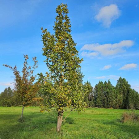 Dąb węgierski - Quercus frainetto