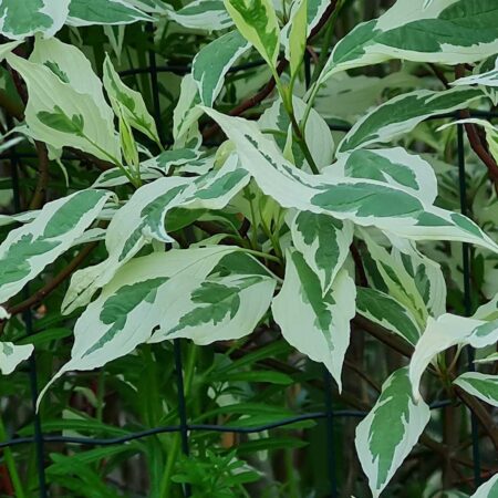 Dereń biały 'Elegantissima' - Cornus alba