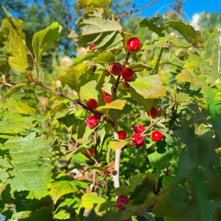 Głóg szkarłatny - Crataegus coccinea