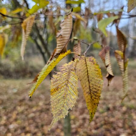 Grab japoński - Carpinus japonica