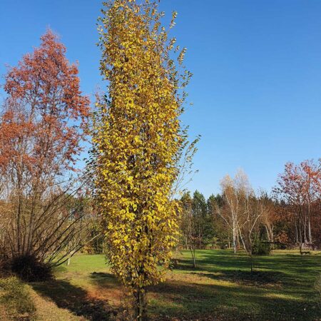 Grab pospolity - Carpinus betulus