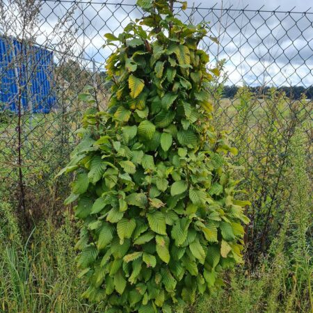 Grab pospolity Frans Fontaine - Carpinus betulus Frans Fontaine