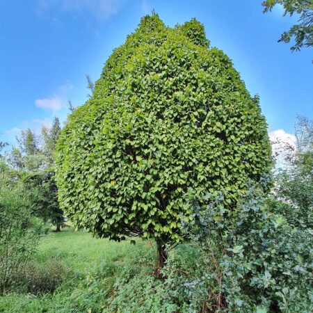 Grab pospolity Globus - Carpinus betulus Globus