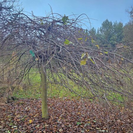 Grab pospolity Pendula - Carpinus betulus Pendula