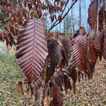 Grab sercowaty - Carpinus cordata