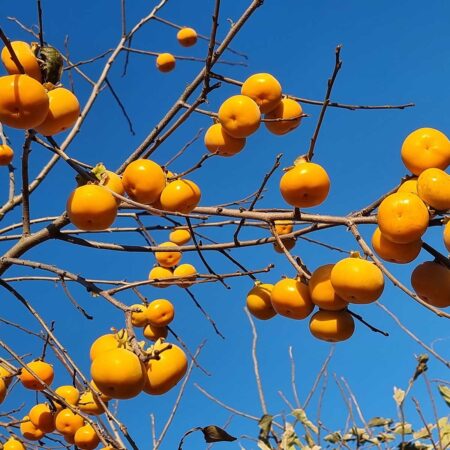 Hurma Rosseyanka (Diospyros x hybrida Rosseyanka)