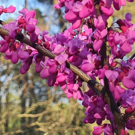 Judaszowiec chiński Avondale - Cercis chinensis Avondale