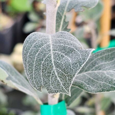 Grusza śnieżna - Pyrus nivalis