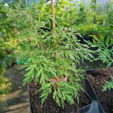 Klon palmowy 'Dissectum' - Acer palmatum