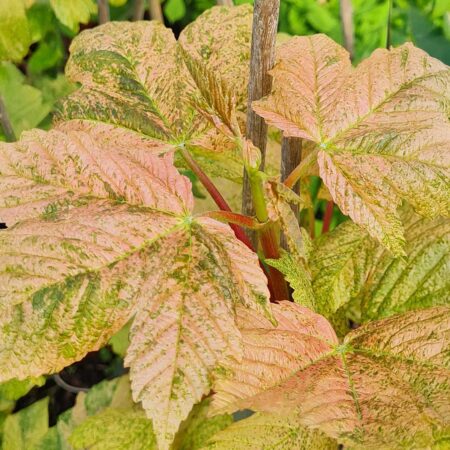 Klon jawor 'Brilliantissimum' - Acer pseudoplatanus