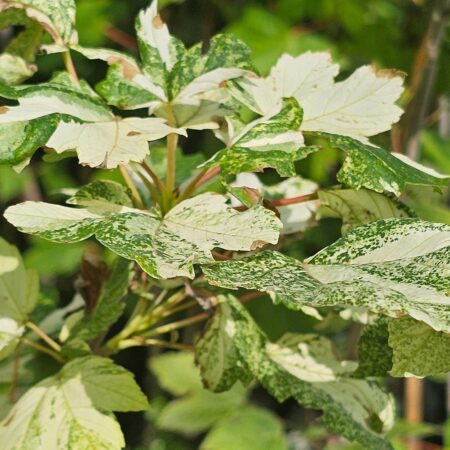 Klon jawor 'Leopoldii' - Acer pseudoplatanus