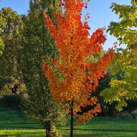 Klon czerwony - Acer rubrum