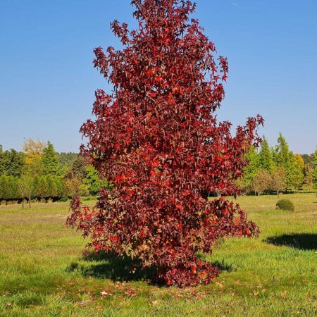 Ambrowiec amerykański (Liquidambar styraciflua)