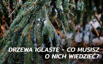 Drzewa iglaste – co musisz o nich wiedzieć?