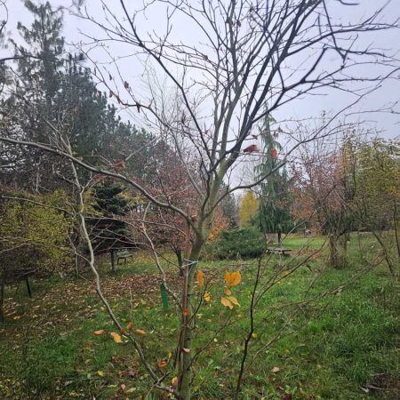 Buk pospolity Oudenbosch - Fagus sylvatica