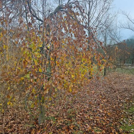 Buk pospolity Pendula - Fagus sylvatica