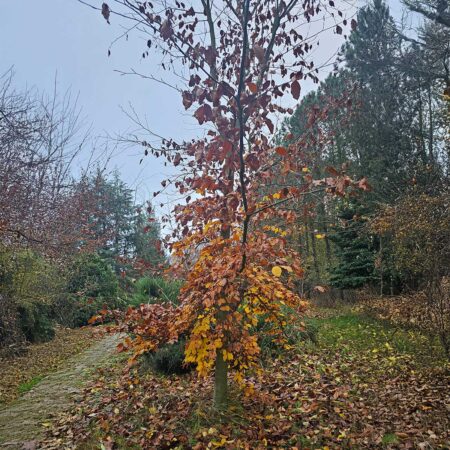Buk pospolity Silbertaler - Fagus sylvatica
