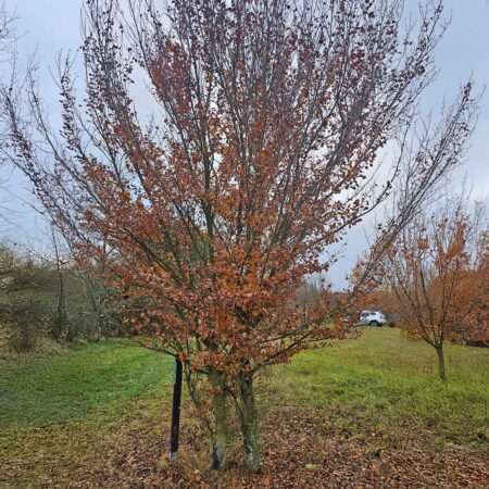 Buk pospolity Cockleshell - Fagus sylvatica