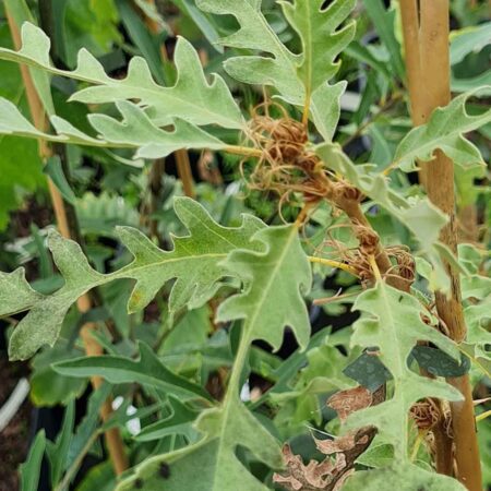 Dąb burgundzki - Quercus cerris
