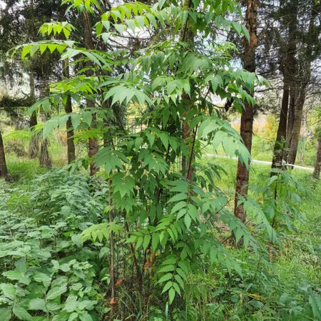 Dwuskrzydlak chiński