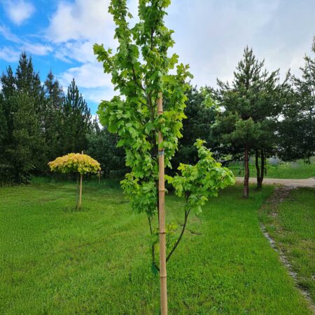 Klon polny 'Green Column' - Acer campestre