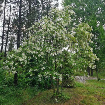 Hortensja miękkowłosa - Hydrangea xanthoneura