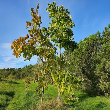 Hurma amerykańska (Diospyros virginiana)