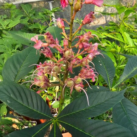 Kasztanowiec Busha - Aesculus Bushii